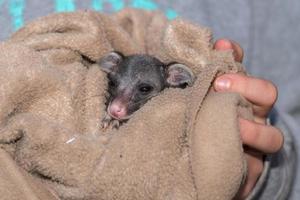 neonato bambino spazzola dalla coda opossum procione foto