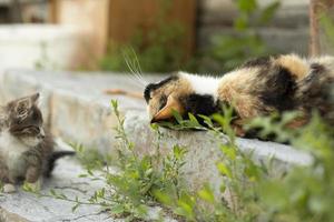 gattino e gatto nel cortile di Casa. gattino nel estate. gatto famiglia. animali domestici su strada. foto