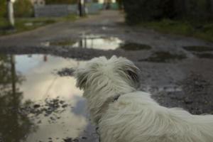 cane sembra a strada. cane con bianca capelli su strada. animale domestico nel estate. foto
