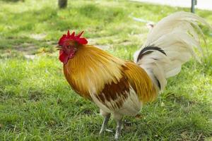 piccolo gallo con bellissimo multicolore piume foraggiamento per cibo e vagare il giardino durante il rovente sole nel il mezzo di il giorno nel il mezzo di il alberi. foto