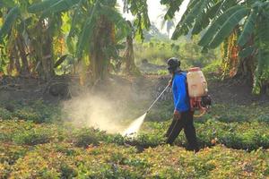 agricoltori siamo spruzzatura pesticidi nel il dolce Patata piantagioni così quello parassiti fare non interferire e danno agricolo prodotti. foto