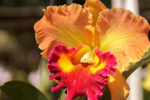 orchidee cattleya-giallo-arancione nei vivai nei giardini degli agricoltori coltivati per la vendita e l'esportazione all'estero in europa e in america sono bellissimi fiori. foto