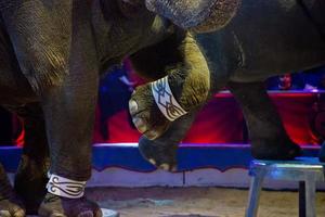 circo elefante mostrare foto