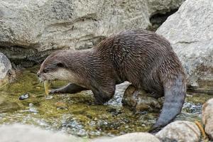 lontra ritratto dettaglio foto