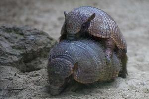 armadillo ritratto dettaglio avendo sesso foto