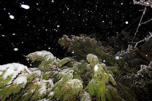 albero rami coperto di neve nel inverno foto