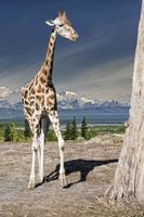isolato giraffa vicino su ritratto mentre mangiare foto
