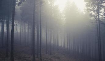 foresta di pini polacchi nebbiosi foto