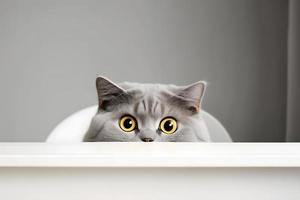 ritratto bellissimo divertente grigio Britannico gatto sbirciando su a partire dal dietro a un' bianca tavolo con copia spazio fotografia foto