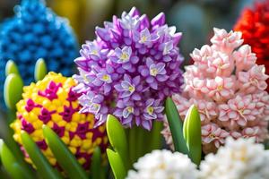 foto grande fiore letto con multicolore giacinti, tradizionale Pasqua fiori, fiore sfondo, Pasqua primavera sfondo