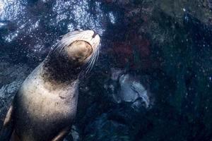 California mare Leone foca In arrivo per giocare godendo il raggi di il sole nel baja California cortez mare galapagos foto