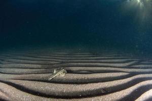 bullseye Stingray urobatis concentrico nel il sabbia subacqueo nel th mare di cortez, Messico foto