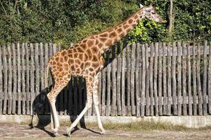 isolato giraffa vicino su ritratto mentre mangiare foto