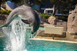 san diego, Stati Uniti d'America - novembre, 15 2015 - il delfino mostrare a mare mondo foto