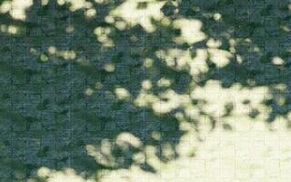parete struttura ombra albero sfondo astratto design luce del sole foto