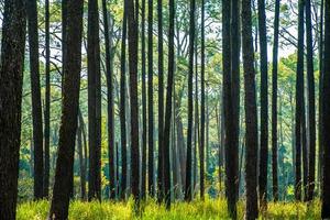 pino foresta nel estate a tung salaeng luang nazionale parco, Tailandia. foto