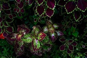 motivo a foglie colorate, coleus di foglie o ortica dipinta nel giardino foto