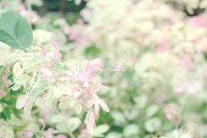 rosa verde le foglie modello con neve per natura sfondo, pithecellobium dulce foto