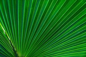 verde le foglie consistenza, tropicale foglia per natura sfondo, foglia palma fogliame albero foto