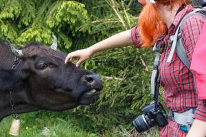 vicino su femmina fotografo carezzevole montanaro mucca con campana concetto foto