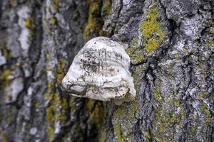 funghi su un' albero tronco foto