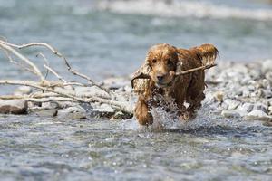 cucciolo cane cocker spaniel mentre Tenere un' albero ramo foto