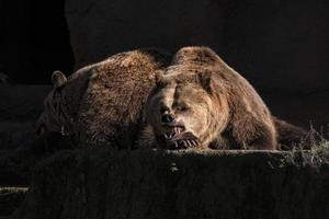 orso Marrone grizzly nel il nero sfondo foto