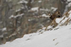 un isolato camoscio cervo nel il neve sfondo foto