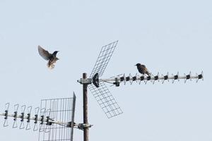 storni volante a partire dal antenna foto