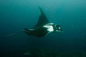 manta subacqueo vicino su ritratto mentre immersione foto