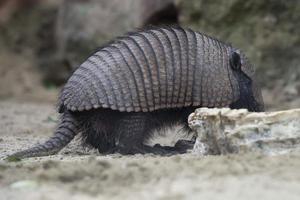 isolato armadillo vicino su ritratto foto