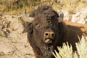 bufalo bisonte nel lamar valle Yellowstone foto