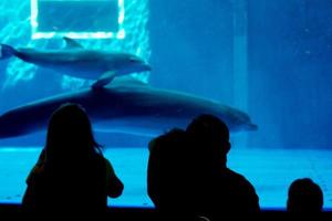 acquario delfino subacqueo guardare a voi foto