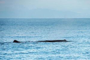 sperma balena nel il mediterraneo mare foto