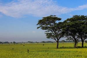 un' sereno rurale paesaggio di aziende agricole foto