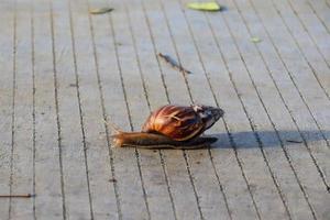 selvaggio gasteropode mollusco nel il luce del giorno. foto