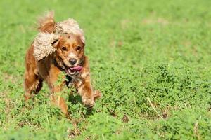 un' cane cocker spaniel in esecuzione su verde erba foto