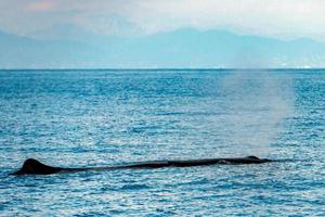 sperma balena nel il mediterraneo mare foto