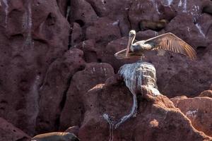 pellicano ritratto rilassante su il rocce foto