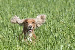 isolato inglese cocker spaniel su il erba sfondo foto