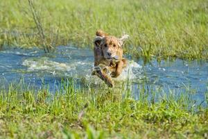 cucciolo cocker spaniel giocando in acqua foto