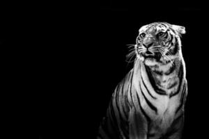 tigre pronto per attacco guardare a voi su nero sfondo foto