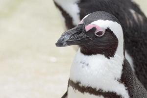 africano pinguino vicino su ritratto foto