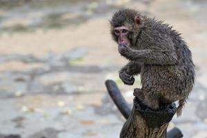 giapponese macaco scimmia ritratto foto
