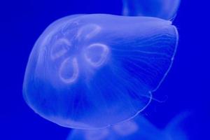 acquario Medusa nel il in profondità blu foto