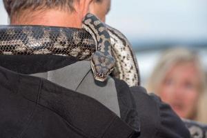 pitone serpente ritratto sospeso a partire dal uomo foto