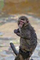 giapponese macaco scimmia ritratto foto