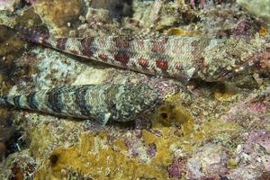 coppia di lucertola pesce subacqueo foto