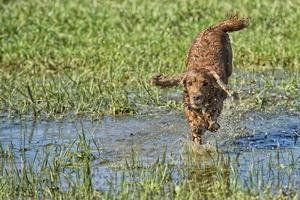 Happy dog cocker spaniel inglese mentre corri da te foto