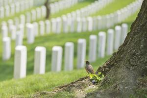 cimitero del cimitero di arlington foto